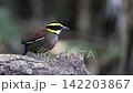 キマユシマヤイロチョウ 142203867