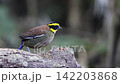 キマユシマヤイロチョウ 142203868