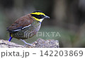キマユシマヤイロチョウ 142203869
