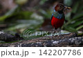 フィリピンヤイロチョウ 142207786