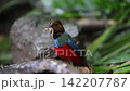 フィリピンヤイロチョウ 142207787