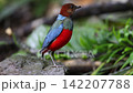 フィリピンヤイロチョウ 142207788