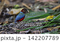 フィリピンヤイロチョウ 142207789