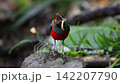 フィリピンヤイロチョウ 142207790