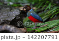 フィリピンヤイロチョウ 142207791