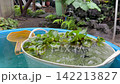 梅雨の日本の庭 142213827