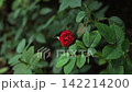 Red Rosebud Flower Close Up Detailed Photo 142214200