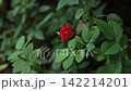 Red Rosebud Flower Close Up Detailed Photo 142214201