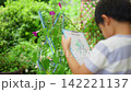夏休みの宿題に朝顔の絵日記を書く小学一年生の男の子 142221137