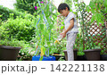 夏休みの宿題に朝顔の水遣りをする小学一年生の男の子 142221138