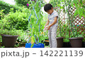 夏休みの宿題に朝顔の水遣りをする小学一年生の男の子 142221139