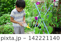 夏休みの宿題に朝顔の水遣りをする小学一年生の男の子 142221140