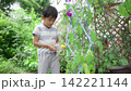 夏休みの宿題に朝顔の水遣りをする小学一年生の男の子 142221144