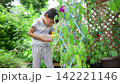 夏休みの宿題に朝顔の水遣りをする小学一年生の男の子 142221146