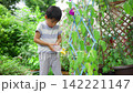夏休みの宿題に朝顔の水遣りをする小学一年生の男の子 142221147
