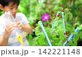 夏休みの宿題に朝顔の水遣りをする小学一年生の男の子 142221148