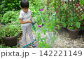 夏休みの宿題に朝顔の水遣りをする小学一年生の男の子 142221149