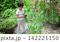 夏休みの宿題に朝顔の水遣りをする小学一年生の男の子 142221150