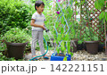 夏休みの宿題に朝顔の水遣りをする小学一年生の男の子 142221151