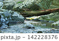 A clear stream flows between large rocks, creating a refreshing natural landscape of forest. 142228376