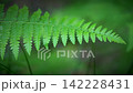 Fern leaves against a soft green background 142228431