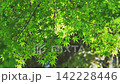 Summer's green maple leaves and vibrant green leaves shining in the dappled sunlight. 142228446