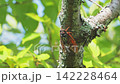 A cicada perched on a tree in a summer forest. 142228464