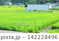The scenery of Japanese rural villages and satoyama (traditional rural landscapes) with vast expanses of green rice fields in summer. 142228496