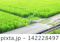 The scenery of Japanese rural villages and satoyama (traditional rural landscapes) with vast expanses of green rice fields in summer. 142228497