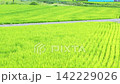 The lush green rice paddies of Japan in summer create a beautiful landscape of rice cultivation. 142229026