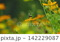 Yellow Cosmos Flowers in a Spring Garden with Bees and Insects Gathering Pollen and Nectar in Nature, Macro Floral Scene with Bright Yellow Blooms 142229087