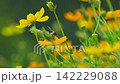 Yellow Cosmos Flowers in a Spring Garden with Bees and Insects Gathering Pollen and Nectar in Nature, Macro Floral Scene with Bright Yellow Blooms 142229088