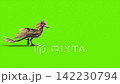 green screen archaeopteryx walks side dinoasaurs 3d rendering  142230794