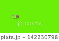 green screen archaeopteryx runs side dinoasaurs 3d rendering  142230798