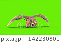 green screen archaeopteryx runcycle front loop dinoasaurs 3d  142230801
