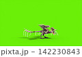 green screen archaeopteryx die side dinoasaurs 3d rendering  142230843