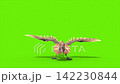 green screen archaeopteryx die front dinoasaurs 3d rendering  142230844