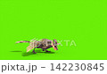 green screen archaeopteryx attacks side dinoasaurs 3d rendering 142230845