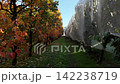 Persimmon orchard rows filled with colorful autumn foliage and protective netting 142238719