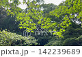 The translucent green maple leaves in the sunlight, the tranquility of Japanese nature. 142239689