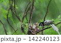 bird, nest, small bird 142240123