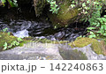 Serene forest stream flowing through mossy rocks and lush greenery 142240863