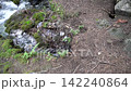 Serene forest stream flowing over mossy rocks and tree roots 142240864