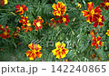 Vibrant orange and yellow marigold flowers in lush green garden 142240865