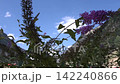 Vibrant purple lilac flowers against clear blue sky and mountain landscape 142240866