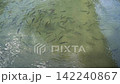 School of fish swimming in clear water with sunlight reflection 142240867