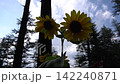 Vibrant sunflowers bloom against serene forest backdrop with cloudy sky 142240871