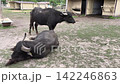 Water buffalo resting peacefully on the ground inside a farm enclosure. Large domestic bovine in a rural agricultural setting, livestock farming, animal welfare and countryside concept 142246863