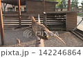Common pheasant standing on a wooden perch inside an aviary. Detailed side view of a beautiful game bird with patterned feathers in warm natural evening light 142246864