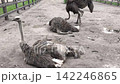 Adult ostrich walking past another resting ostrich inside a farm enclosure. Natural behavior of flightless birds in a rural agricultural setting, farming and wildlife concept. High quality 4k footage 142246865